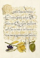 Mira Calligraphiae Monumenta antik kézirat díszes kalligráfia reprint arany díszítés ibolya zanót 