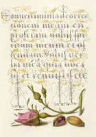 Antique graphics rose buds pistachio plant drawing gilded botanical illustration reprint print