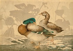 Kiyochika - wild ducks - canvas reprint
