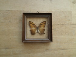 Kicsi pillangó lepke praparátum fa keretben 8,2 x 8,2 cm