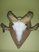 Ram's horn