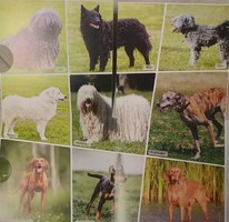 Ősi magyar kutyafajták forgalmi sor 2021 BU