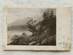 Antik hosszúcímzéses Szarvasos képeslap -  1901               -2.