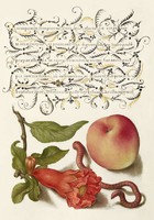 Antik grafika gránátalma virág őszibarack giliszta féreg rajz botanikai illusztráció reprint nyomat