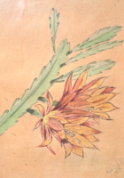 Kaktuszvirág - akvarell 1970-ből (mére kerettel 27x35 cm) azonosítatlan jelzés
