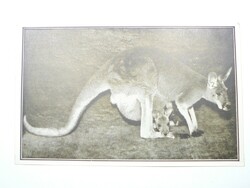 Old postcard postcard - female giant kangaroo - published by the Székesfóváros Zoo, 1910s