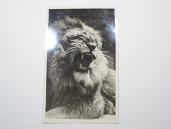 Old postcard postcard - old lion - published by the Székesfóváros Zoo, 1910s