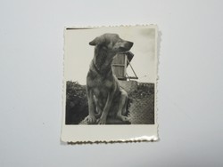 Old photo photo - dog puppy