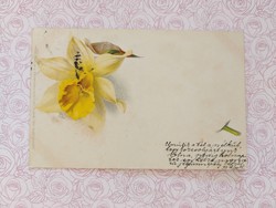 Old postcard 1899 postcard with daffodils