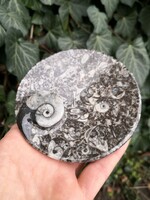 Ammonitesz tál, őskövület, fosszília