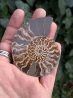 Ammonitesz fosszília őskövület