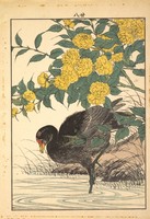 Imao keinen - cormorant - reprint