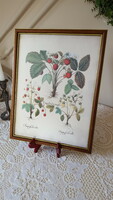 Very nice botanical print in a glazed wooden frame 43*33cm.