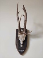 1pc deer antler trophy on wooden base 1981. From the legacy of academic Dr. Márta Ferenc