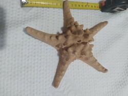 (T1) Sea star