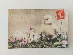 Old Easter postcard photo postcard chick daisy