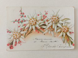 Old floral postcard postcard pair of snowdrops