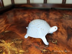 Rare flawless aqua aquincumi turtle with rare painting