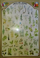 Aromatic herbs - framed poster