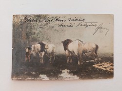 Old postcard 1901 postcard with horses