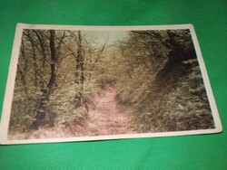 Antik cc. 1950 retusált színes fotó erdei ösvény képeslap  a képek szerint