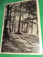 Antik cc. 1950. erdőrészlet tájkép fotó képeslap a képek szerint