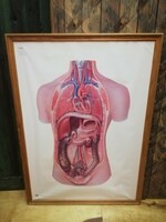 Anatomy teaching board, organs