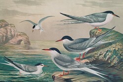 Birds (terns)