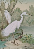 Herodias alba (great egret),