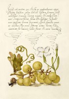 Kalligráfia díszes kézírás szőlő gyümölcs csiga szegfű mécsvirág botanika 16sz antik kézirat reprint