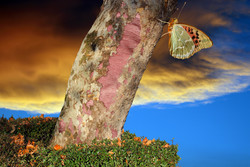 Pető Hunor: Pillangóhatás // Butterfly effect