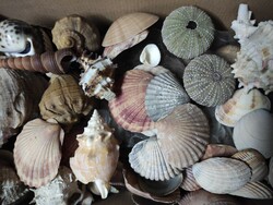 A collection of more than 200 sea shells