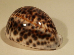 Special shell, for collectors
