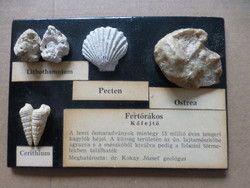 15 millió éves tengeri kagylók héjai. Fertőrákos