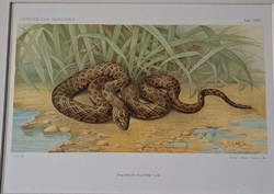 Werner & winter lithograph: tropidonotus tessellatus