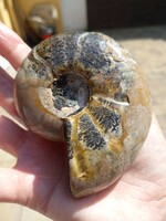 Villámakció! Eredeti 340 grammos monumentális madagaszkári ammonita / ammonitesz fosszília