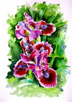 Iris II - watercolor painting / Írisz - akvarell festmény