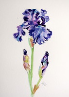 Iris  - watercolor painting / Írisz - akvarell festmény