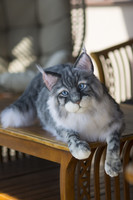 Lifelike large Maine Coon cat plush to order, artistic cat plush toy