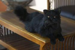 Élethű fekete perzsa macska plüss, realisztikus Halloween dekoráció fekete macska plüss állat