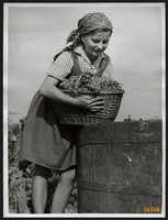 Nagyobb méret, Szendrő István fotóművészeti alkotása, lány, szőlővel, 1930-as évek. Eredeti, pecsétt