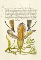 Középkori botanikai rajz írisz szitakötő kalligráfia kézírás virág 16.sz antik kézirat reprint