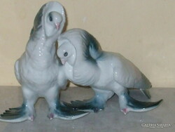 A beautiful pair of rare Cluj stock pigeons.