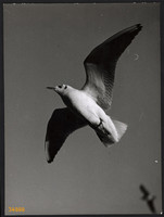 Larger size, photo art work by István Szendrő. Seagull in the air, bird, animal, 1930s