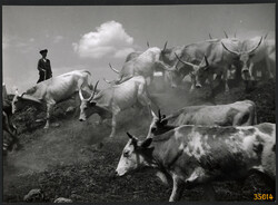 Nagyobb méret, Szendrő István fotóművészeti alkotása. Szürkemarhák tehenekkel, pásztor népviseletbe