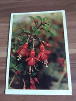 Old Russian floral postcard, fuchsia, circa 1960s