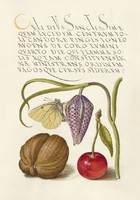 Középkori botanikai illusztráció díszes kézírás lepke kockás liliom cseresznye 16.sz kézirat reprint