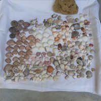 Clam shells
