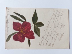 Old floral postcard 1899