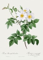 White roses, wild rose mural p.J. Redouté old floral drawing engraving reproduction large print